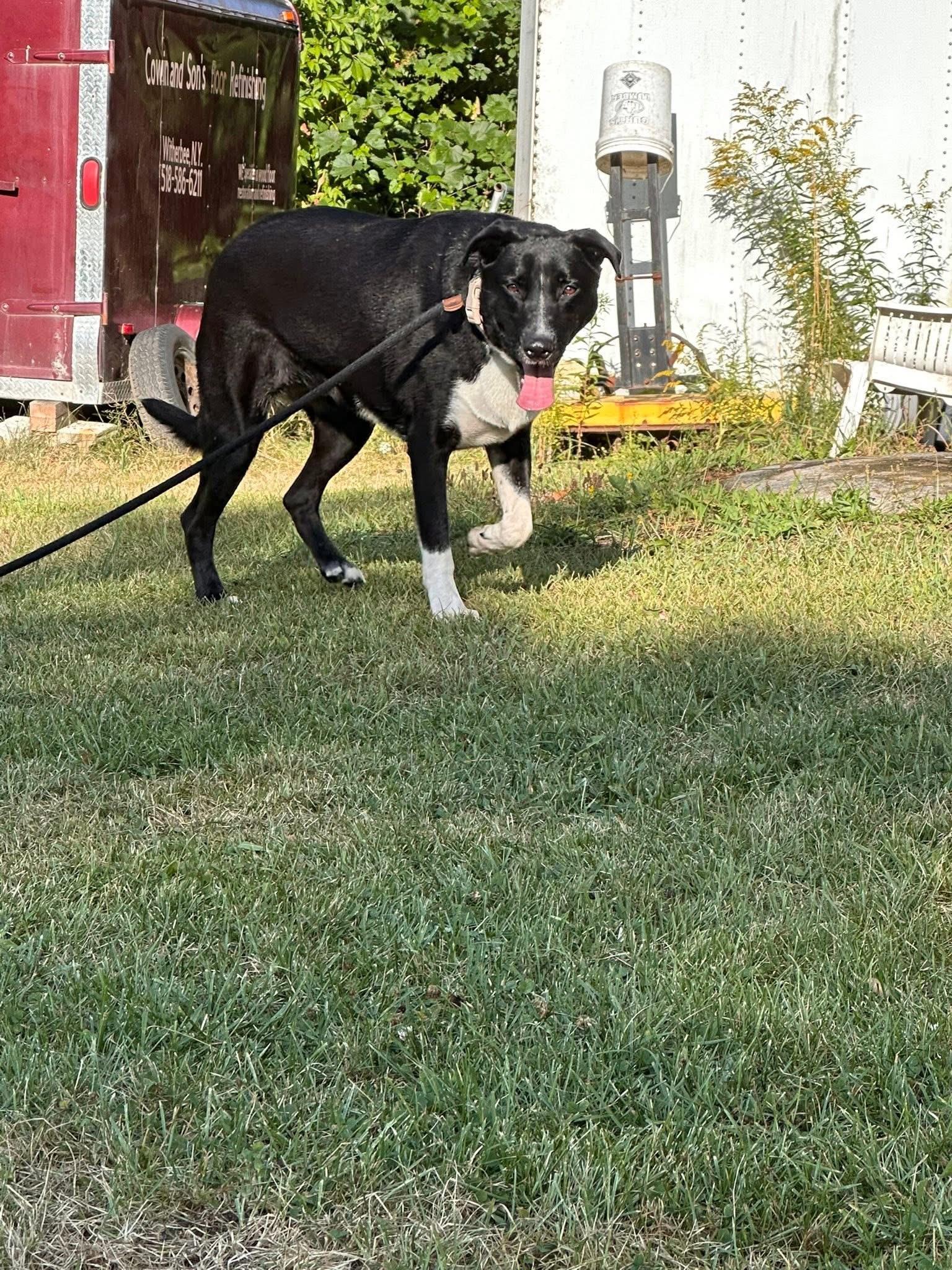 DENNY