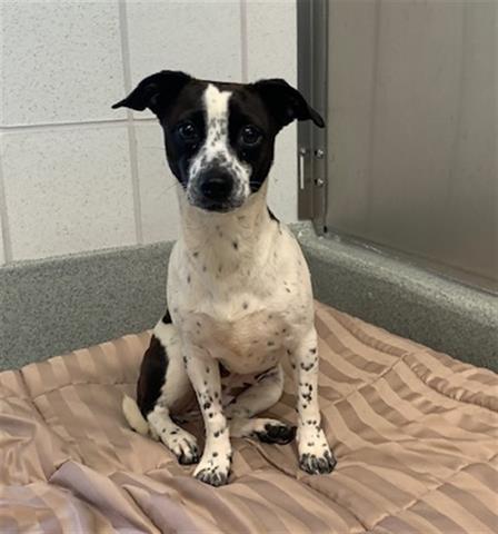 BEATRICE, Adoptable, Adult Female Chihuahua.