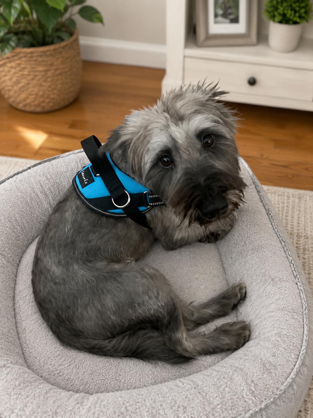 Enlarge Ollie, a Adoptable Schnauzer in Rosenberg, TX image 2/3