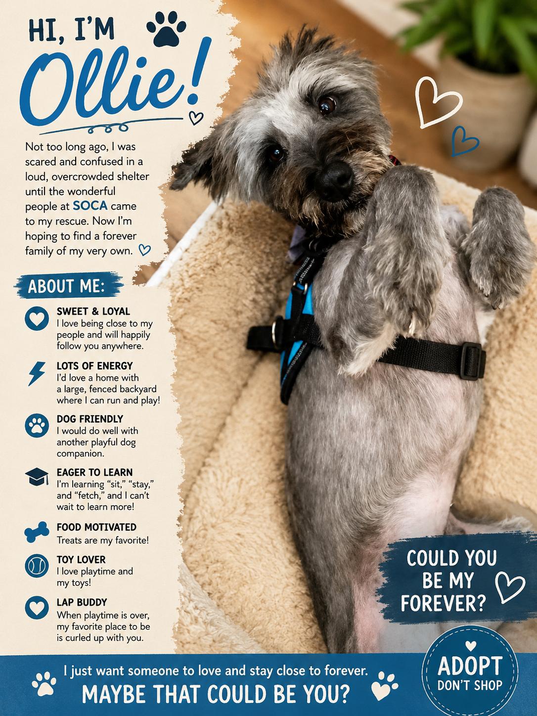 Enlarge Ollie, a Adoptable Schnauzer in Rosenberg, TX image 3/3