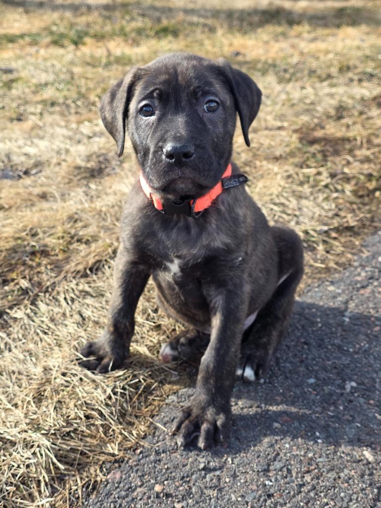 Banshee, Adoptable, Puppy Male Shepherd & Labrador Retriever.