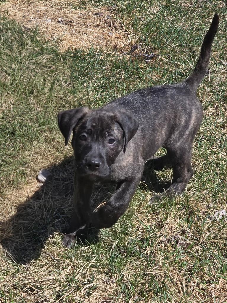 Enlarge Banshee, a Adoptable mixed breed in Cloquet, MN image 2/5