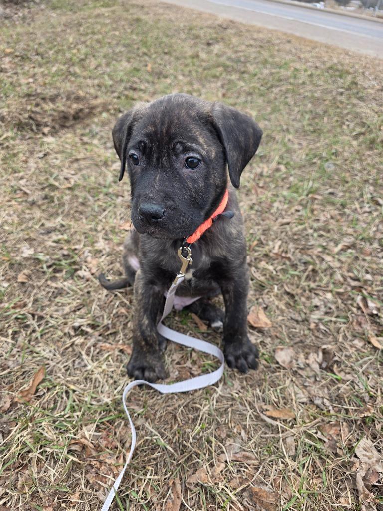 Enlarge Banshee, a Adoptable mixed breed in Cloquet, MN image 3/5