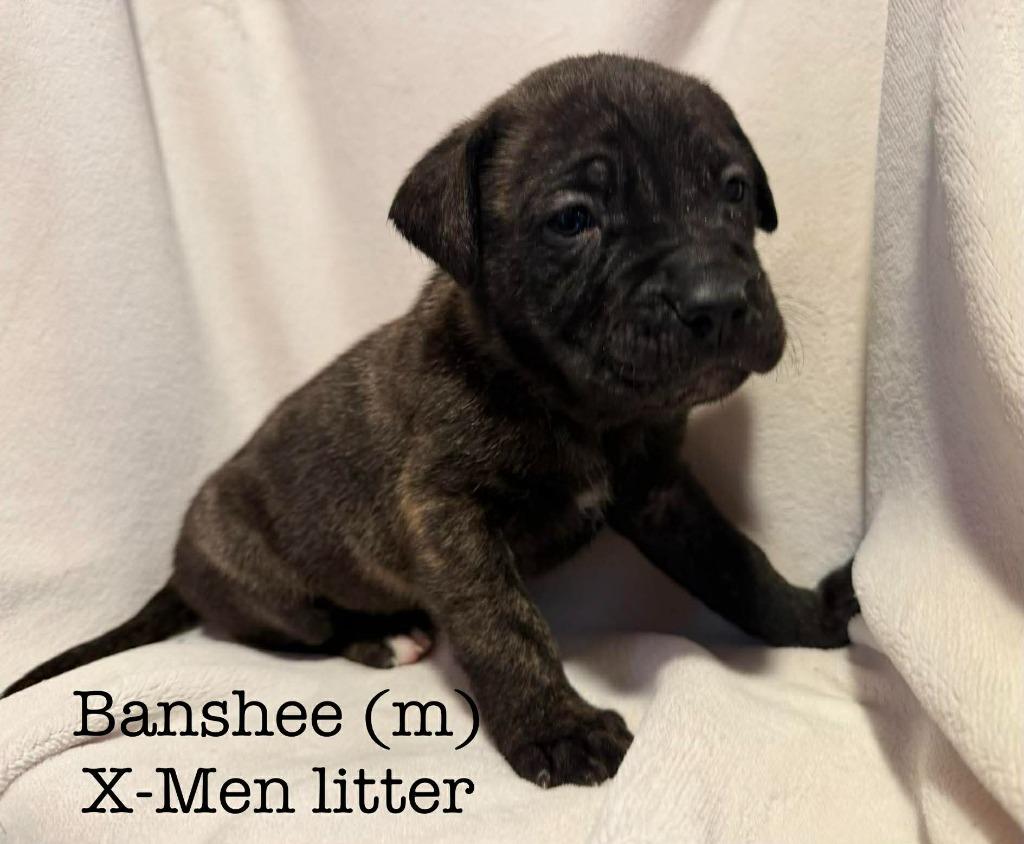 Enlarge Banshee, a Adoptable mixed breed in Cloquet, MN image 4/5