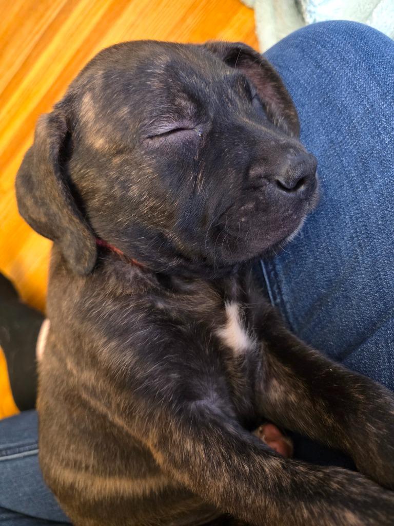 Enlarge Banshee, a Adoptable mixed breed in Cloquet, MN image 5/5