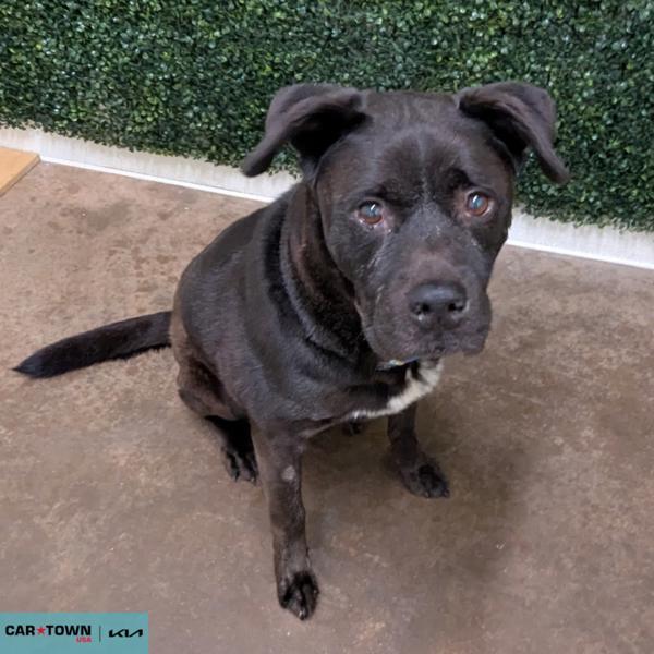 Enlarge Bear, a Adoptable mixed breed in Lexington, KY image 1/1