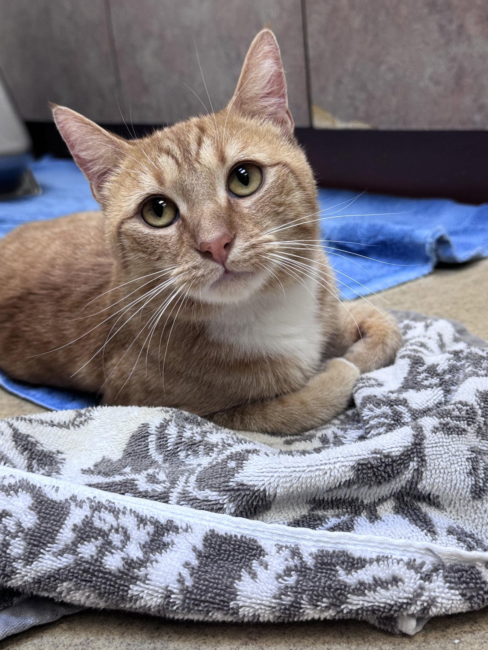 Hunter, Adoptable, Adult Male Domestic Short Hair.