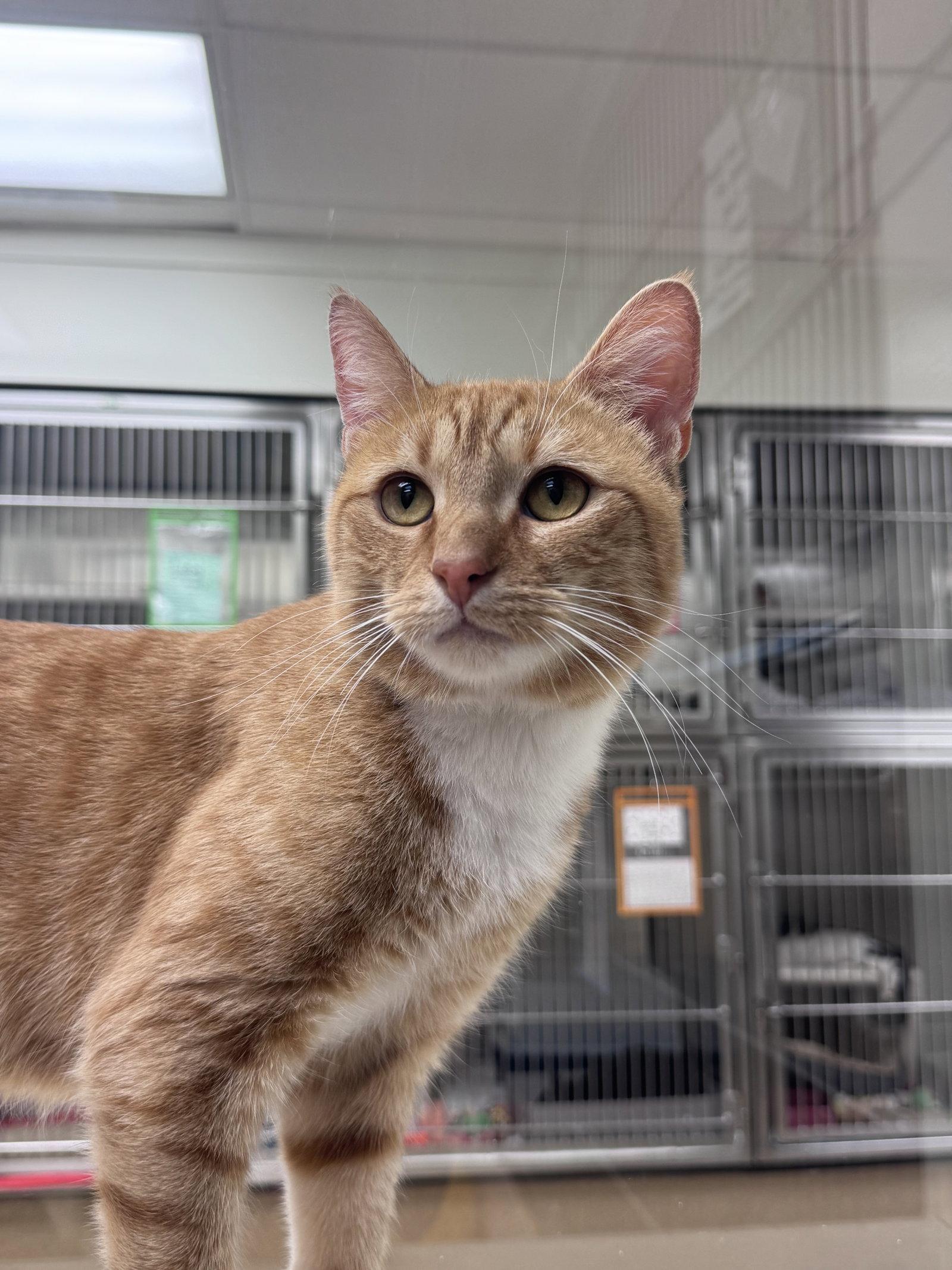Enlarge Hunter, a Adoptable Domestic Short Hair in Brick, NJ image 2/3