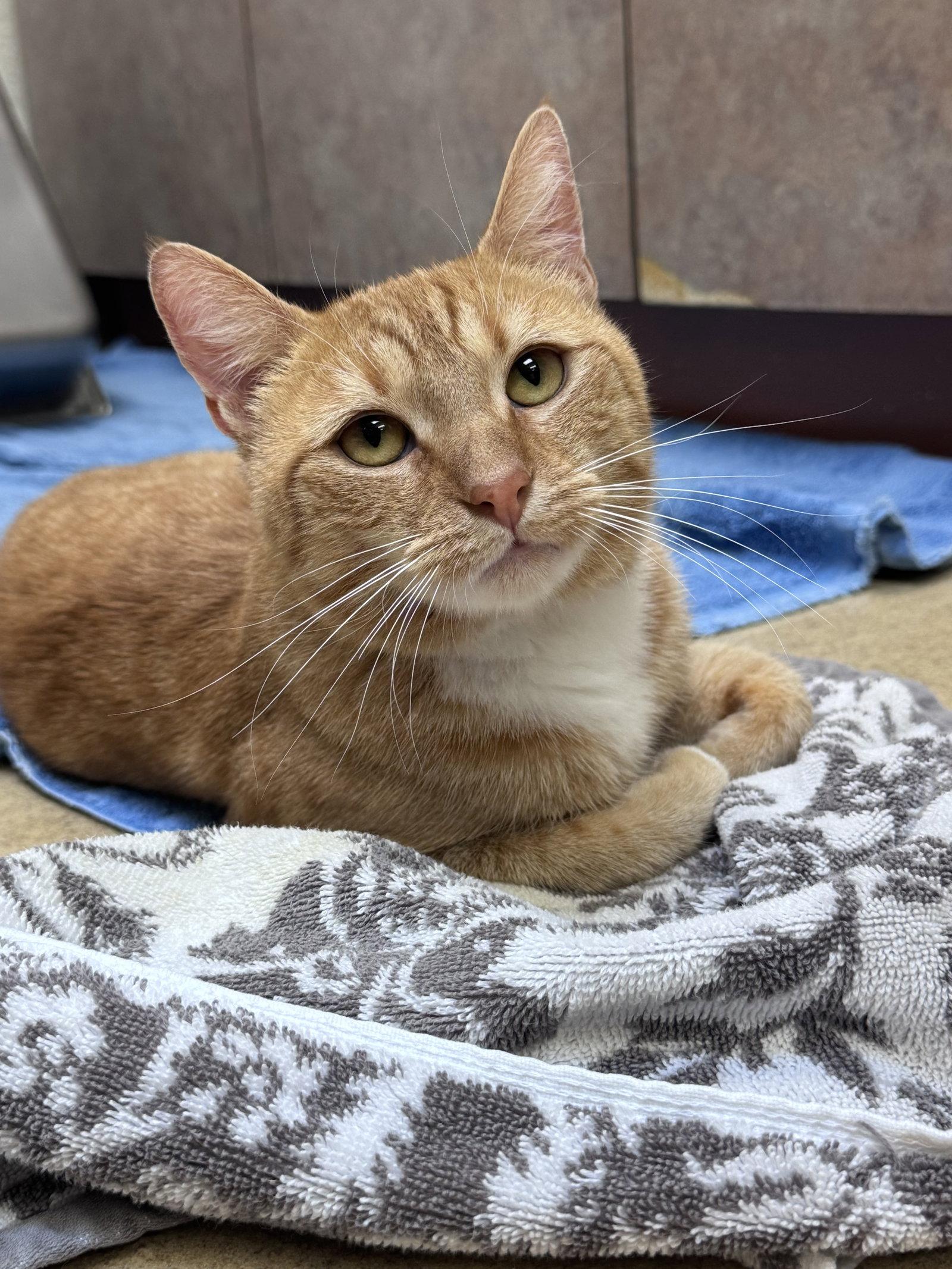 Enlarge Hunter, a Adoptable Domestic Short Hair in Brick, NJ image 3/3