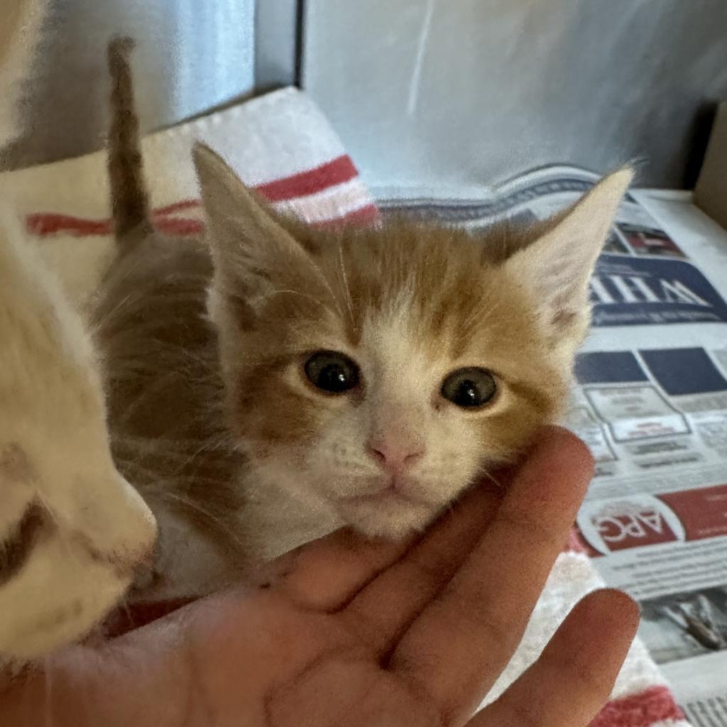 Enlarge Ian, a Adoptable Domestic Short Hair in Cheyenne, WY image 1/6