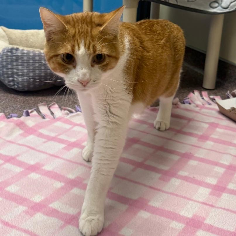 Enlarge Ian, a Adoptable Domestic Short Hair in Cheyenne, WY image 3/6