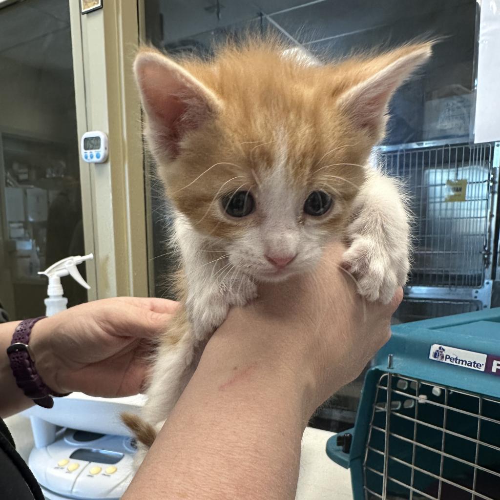 Enlarge Ian, a Adoptable Domestic Short Hair in Cheyenne, WY image 4/6