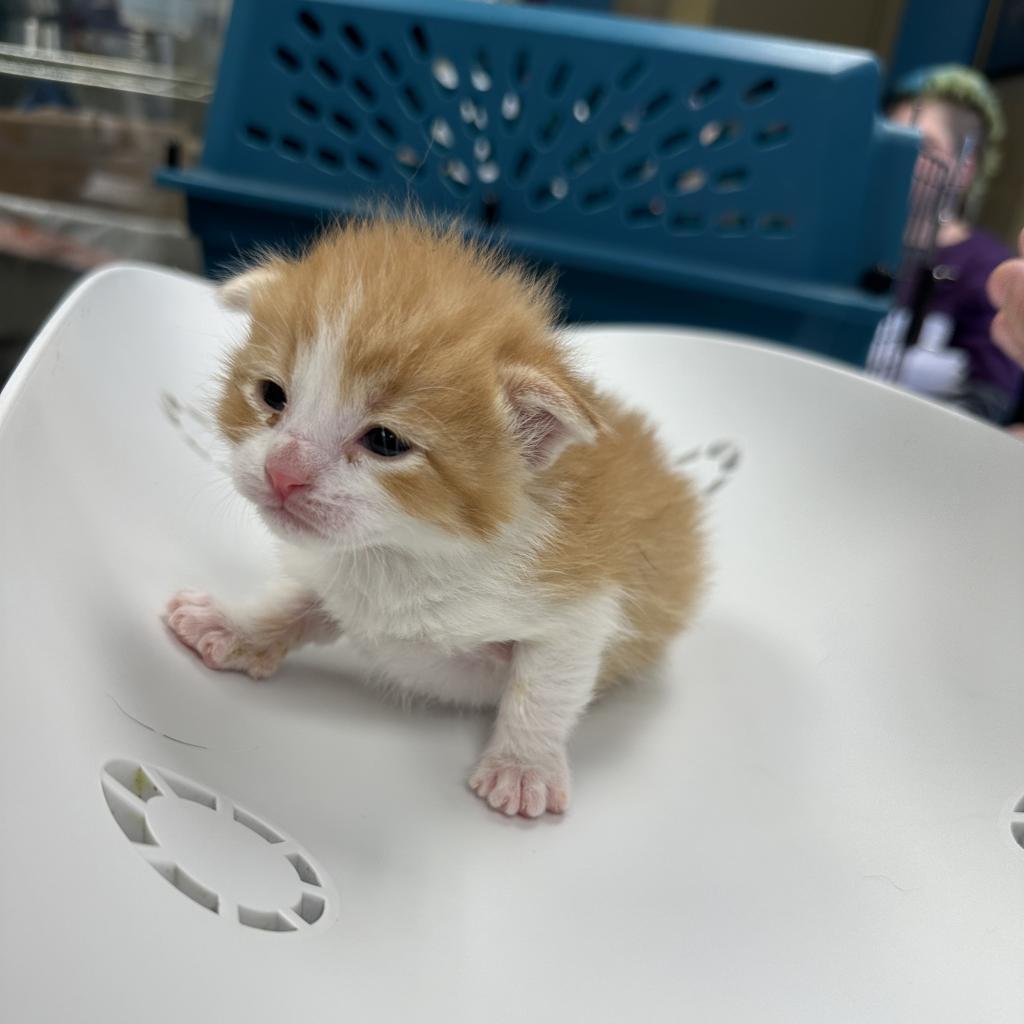 Enlarge Ian, a Adoptable Domestic Short Hair in Cheyenne, WY image 5/6