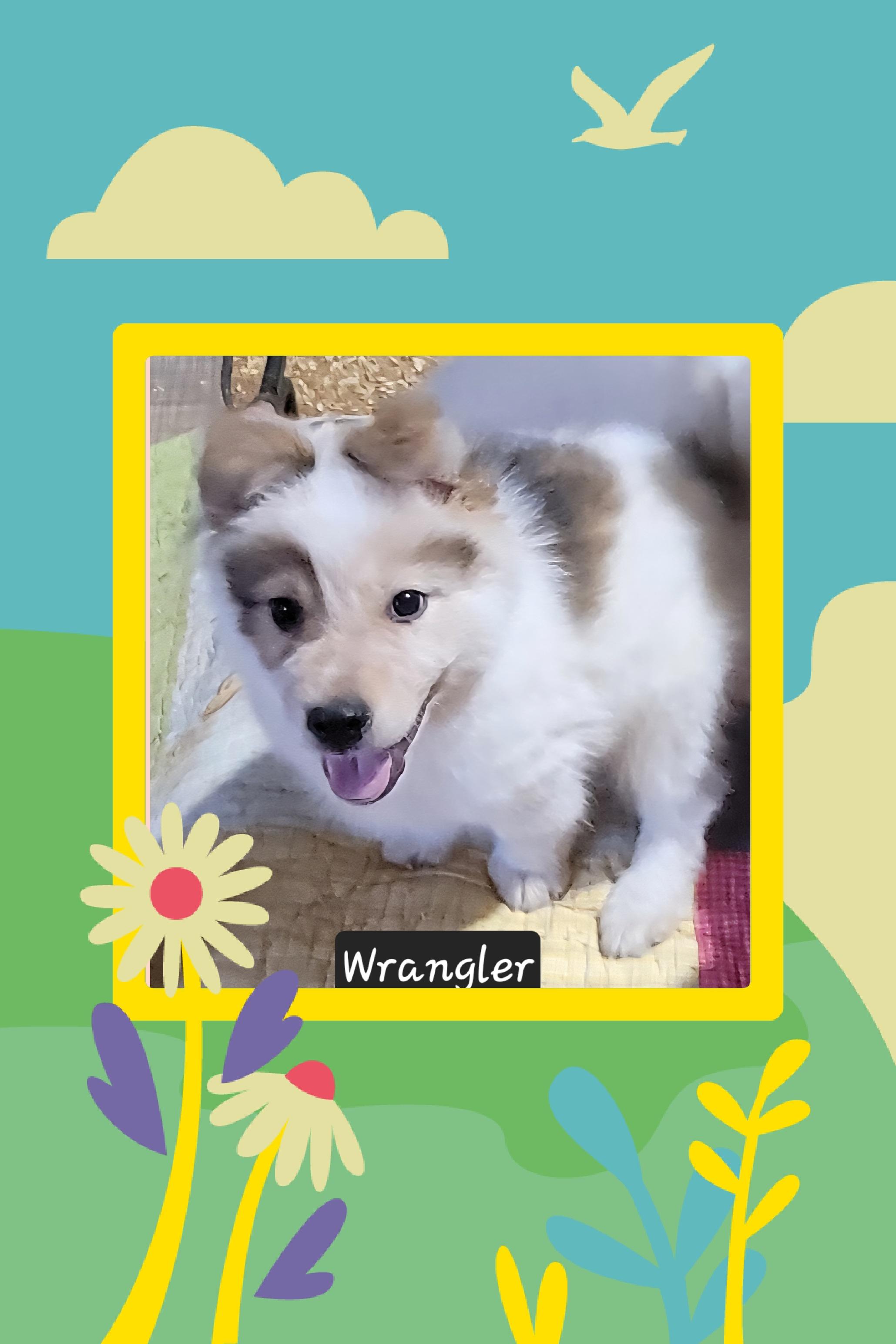 Enlarge Wrangler , an adopted mixed breed in Granbury, TX image 1/1