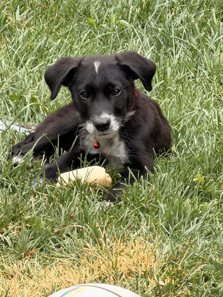 Enlarge Cullener / Disney, a Adoptable mixed breed in Broomfield, CO image 3/6