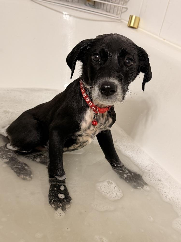 Enlarge Cullener / Disney, a Adoptable mixed breed in Broomfield, CO image 4/6