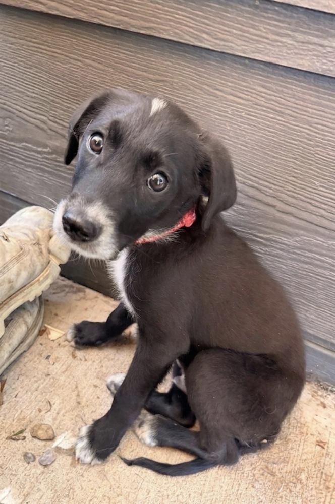Enlarge Cullener / Disney, a Adoptable mixed breed in Broomfield, CO image 6/6