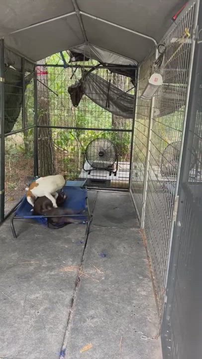 Enlarge CHESTER, a Adopted mixed breed in Castle Rock, CO video 6/11