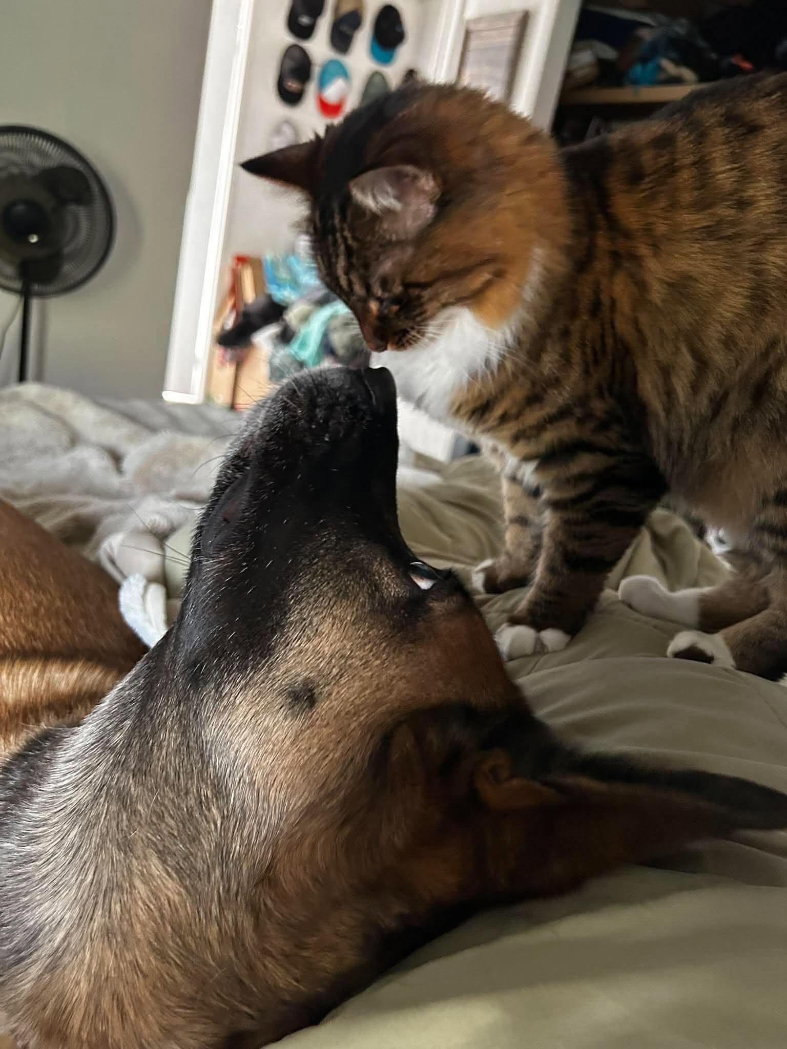 Enlarge Baylee (CAT FRIENDLY), a Adopted mixed breed in Greeneville, TN image 2/6