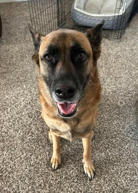 Baylee (CAT FRIENDLY), Adopted, Adult Female German Shepherd Dog.