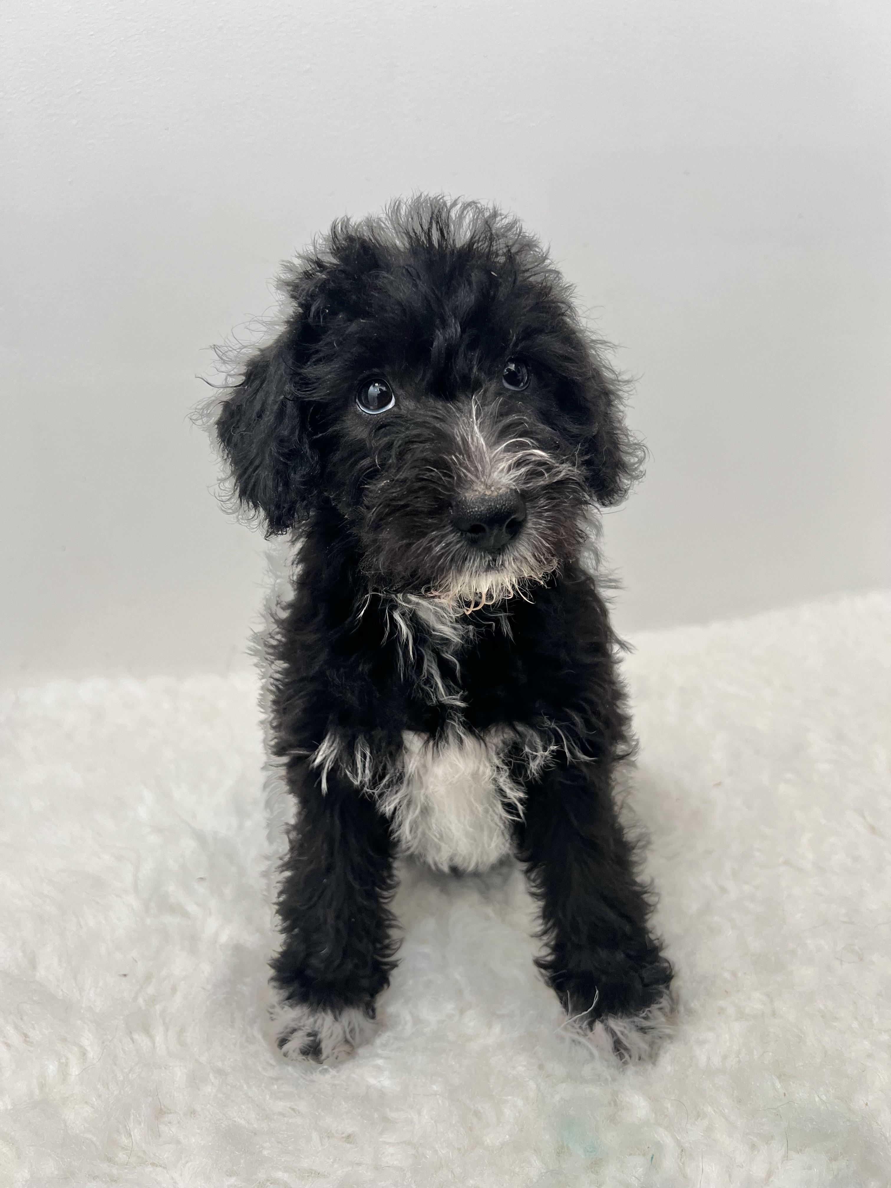 Socks, an adoptable Schnoodle in Wrightstown, NJ, 08562 | Photo Image 1