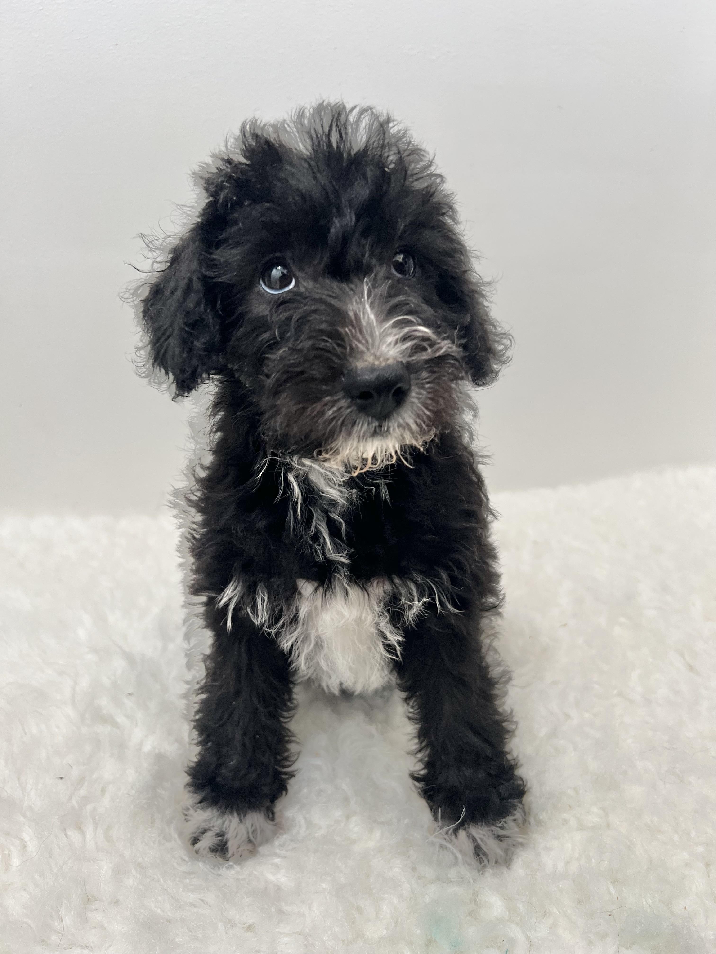 Socks, an adoptable Schnoodle in Wrightstown, NJ, 08562 | Photo Image 3