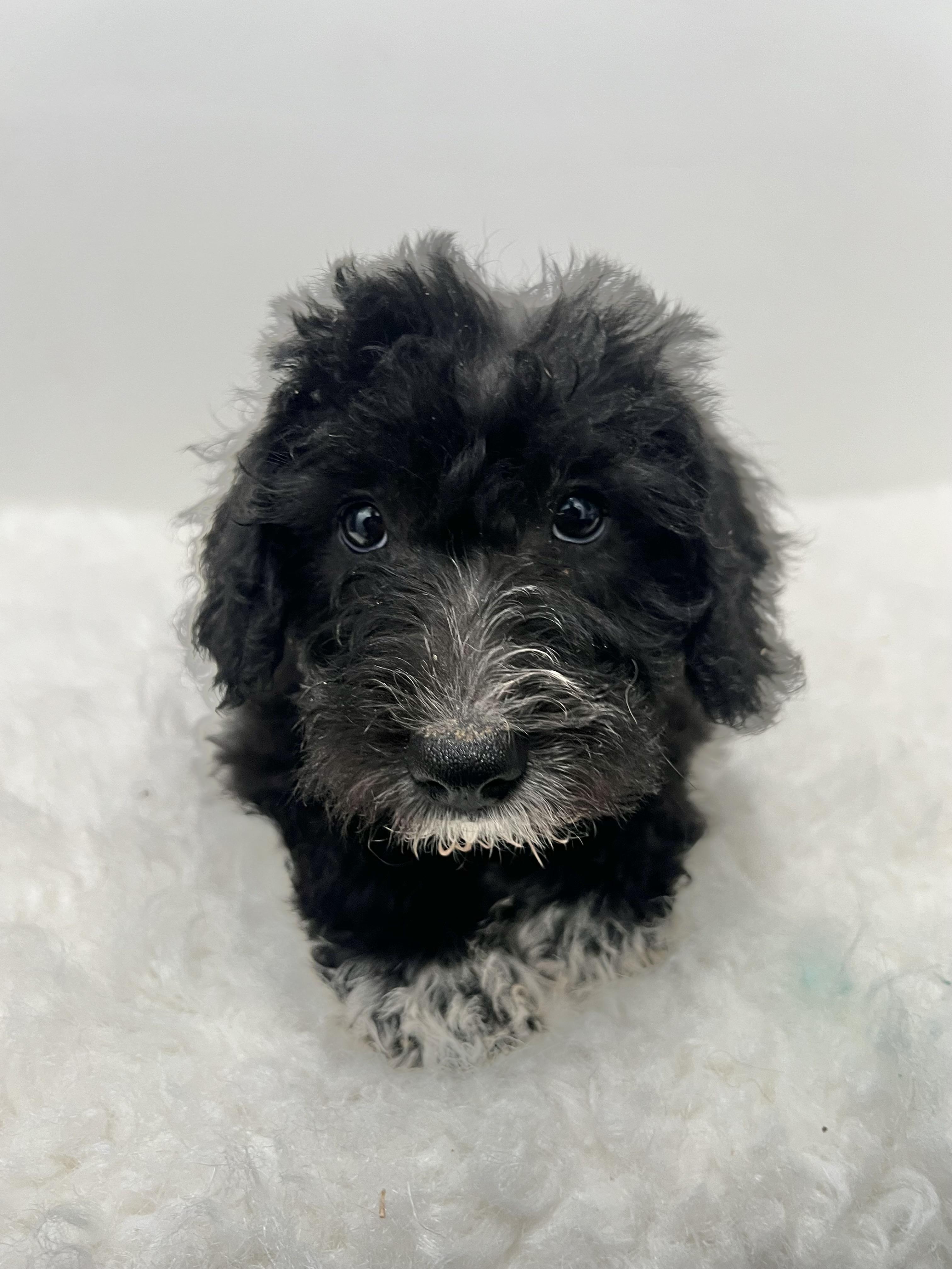 Socks, an adoptable Schnoodle in Wrightstown, NJ, 08562 | Photo Image 4