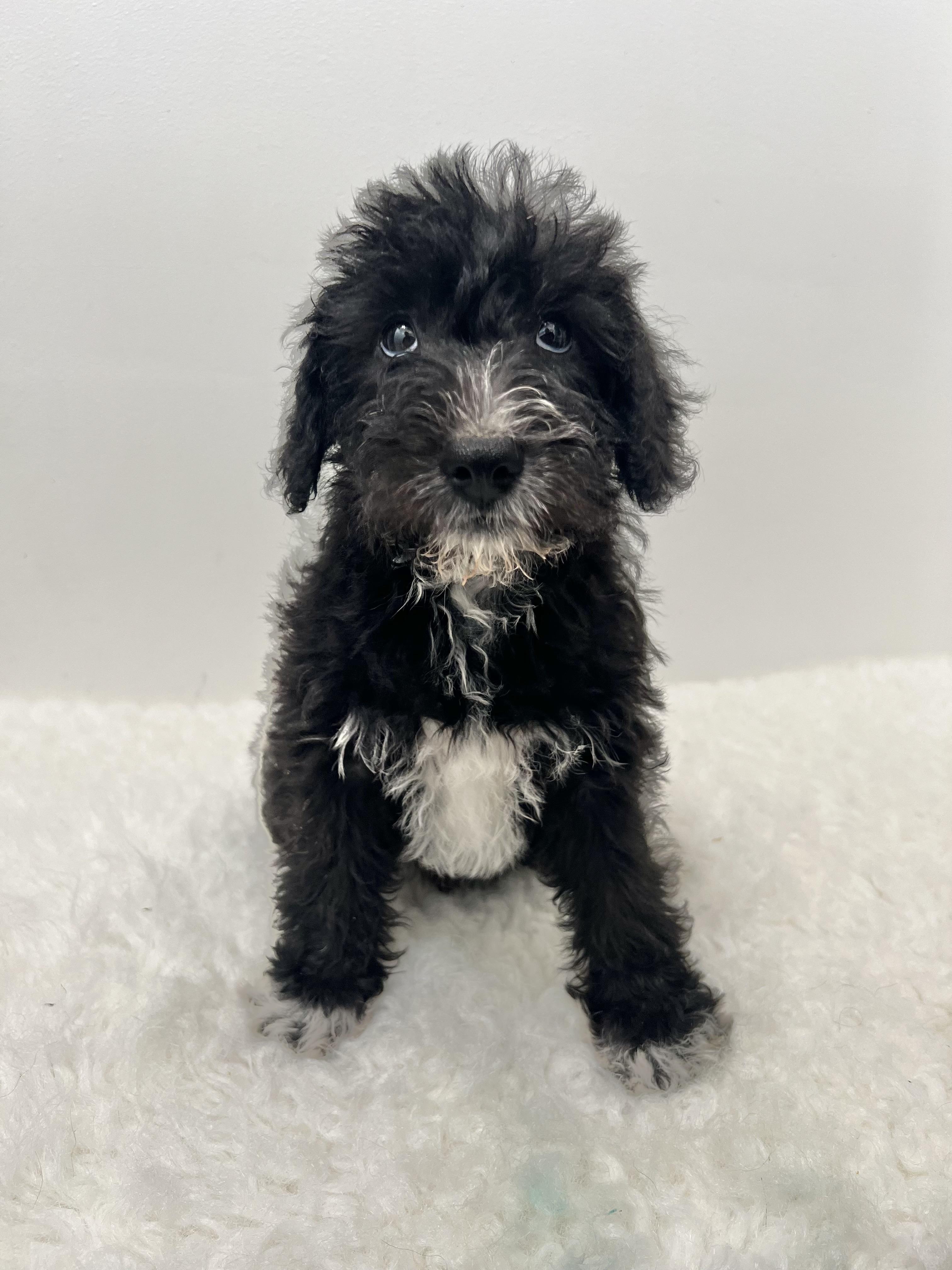 Socks, an adoptable Schnoodle in Wrightstown, NJ, 08562 | Photo Image 2