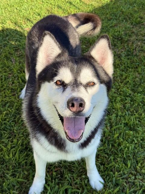 Enlarge DIXIE, a Adoptable Husky in Sugar Land, TX image 1/1
