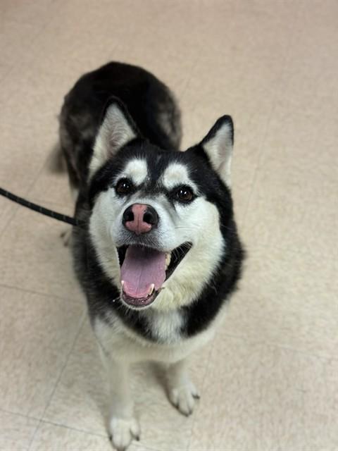 Enlarge DIXIE, a Adoptable Husky in Sugar Land, TX image 1/1