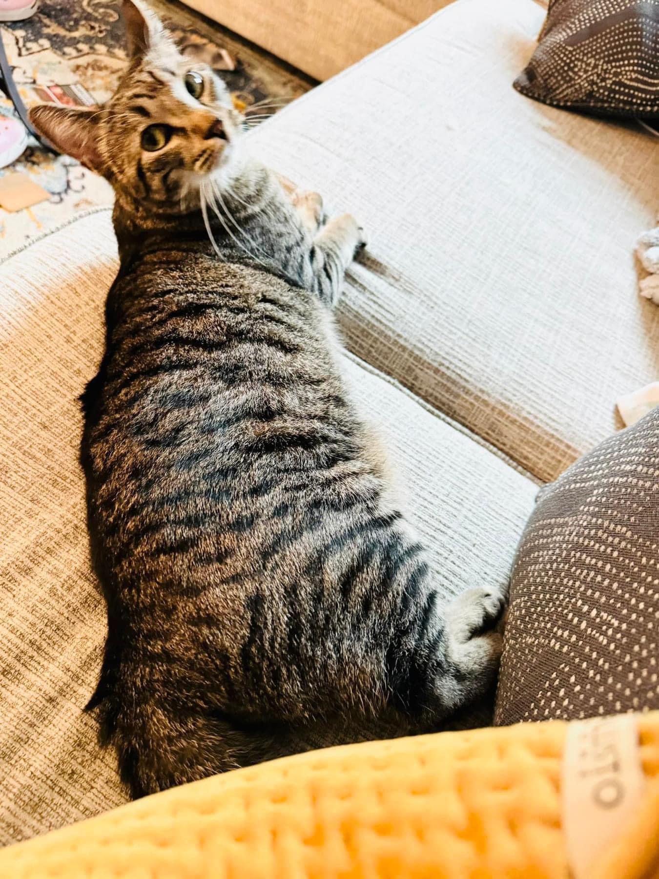 Cat for adoption Biscuit, a Domestic Short Hair in Tustin, CA Petfinder