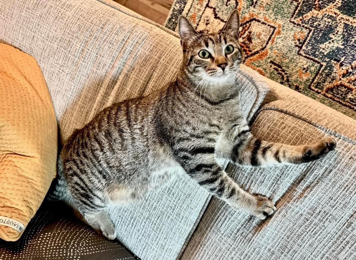 Biscuit, Adoptable, Adult Female Domestic Short Hair.