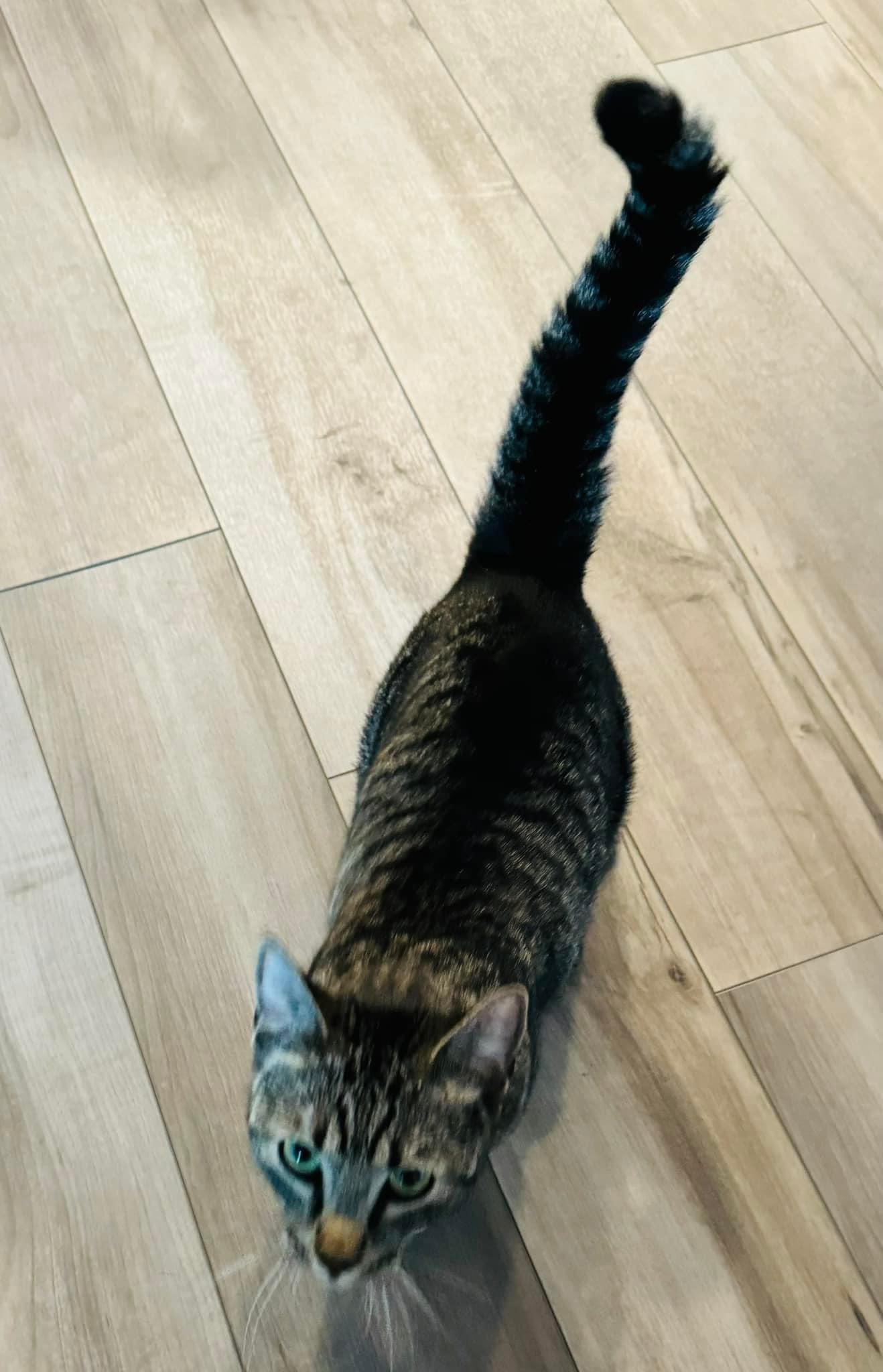 Cat for adoption Biscuit, a Domestic Short Hair in Tustin, CA Petfinder