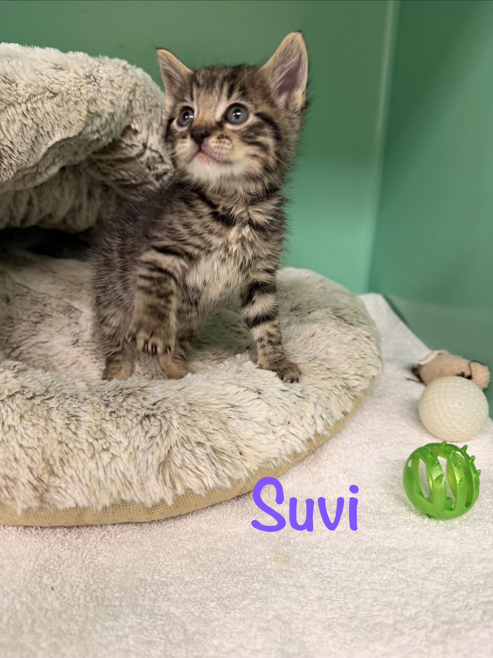 Suvi, ADOPTABLE, Kitten Female Tabby.