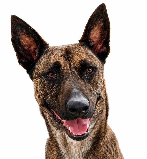 DOGG, Adoptable, Adult Male Belgian Shepherd / Malinois & Mixed Breed.