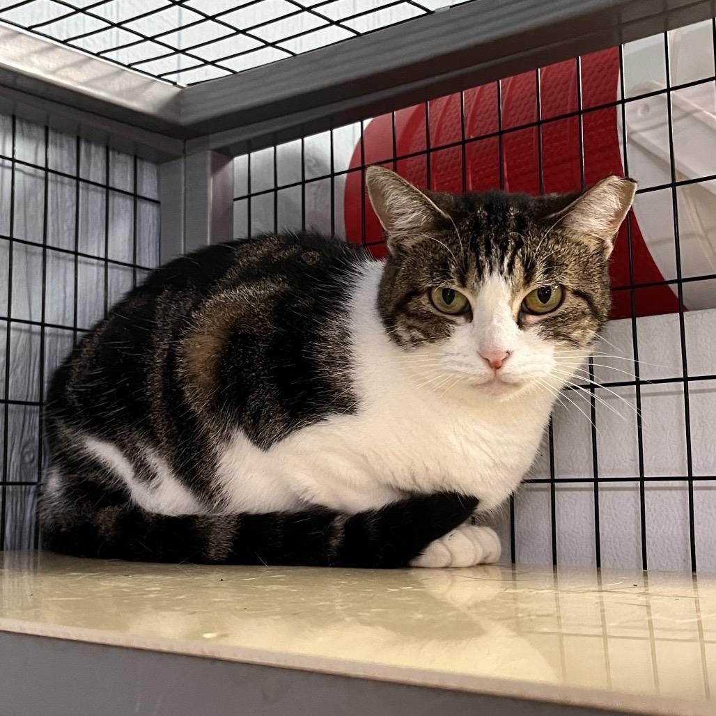 Cookie, Adoptable, Adult Female Domestic Short Hair.