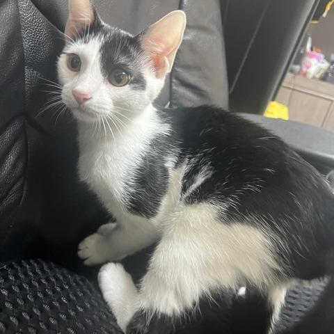Bear, Adoptable, Kitten Male Domestic Short Hair.