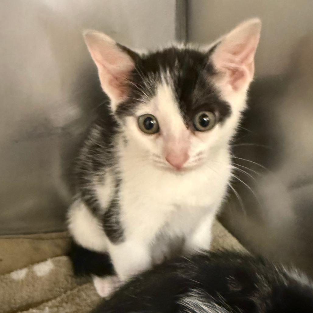 Enlarge Bear, a Adoptable Domestic Short Hair in Lake Panasoffkee, FL image 2/3