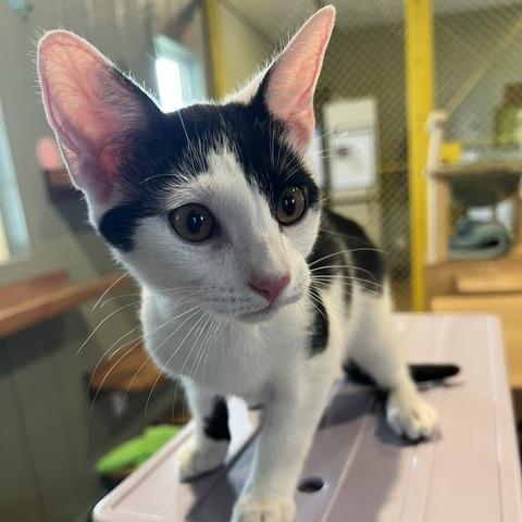 Enlarge Bear, a Adoptable Domestic Short Hair in Lake Panasoffkee, FL image 3/3