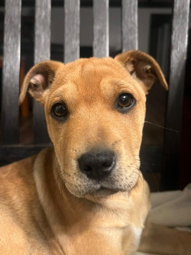 Enlarge Roo, a Adopted mixed breed in Fresno, CA image 2/4