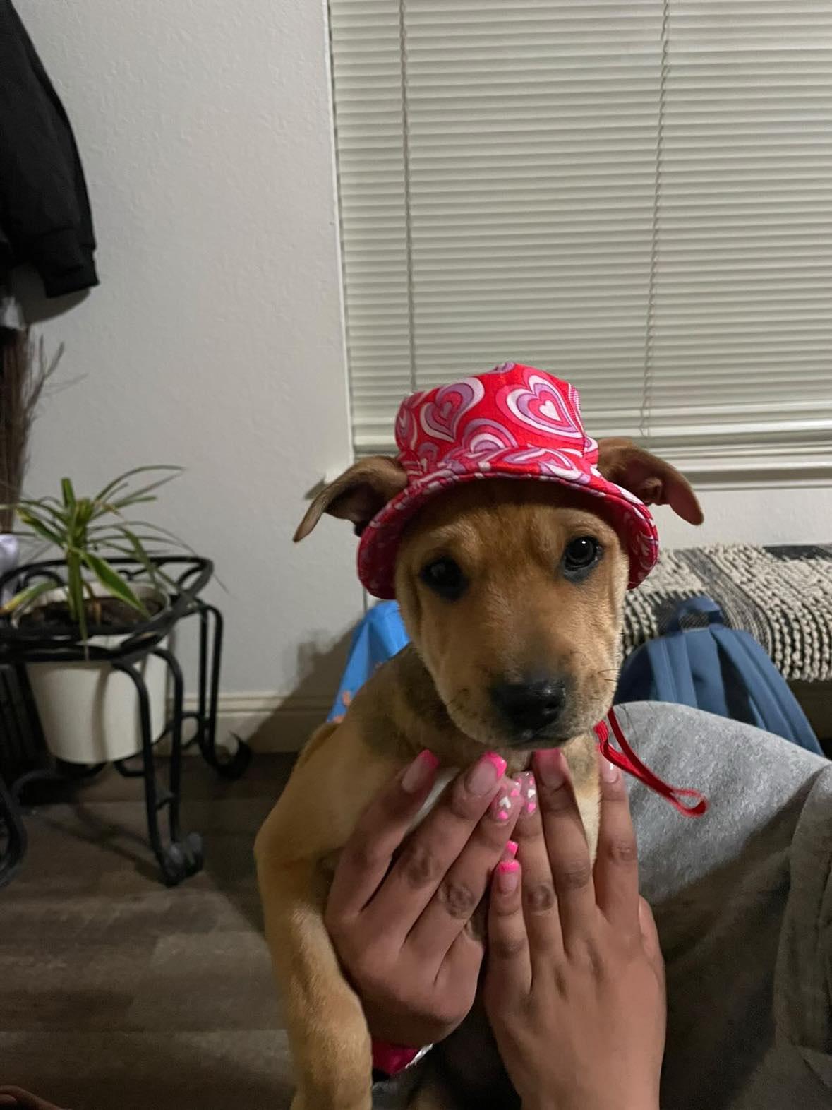 Enlarge Roo, a Adopted mixed breed in Fresno, CA image 1/4