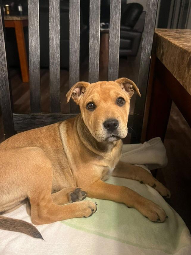 Enlarge Roo, a Adopted mixed breed in Fresno, CA image 3/4