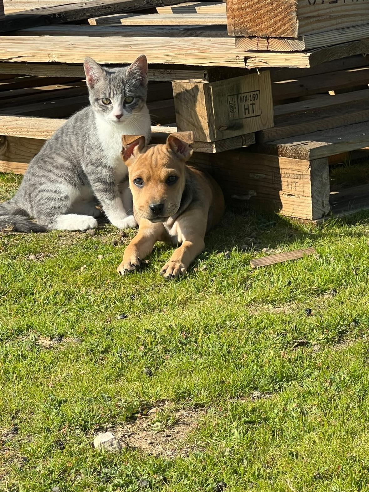 Enlarge Roo, a Adopted mixed breed in Fresno, CA image 4/4