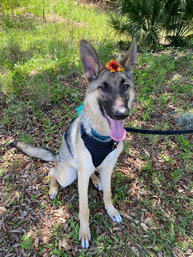 Vanya, Adoptable, Adult Female German Shepherd Dog.
