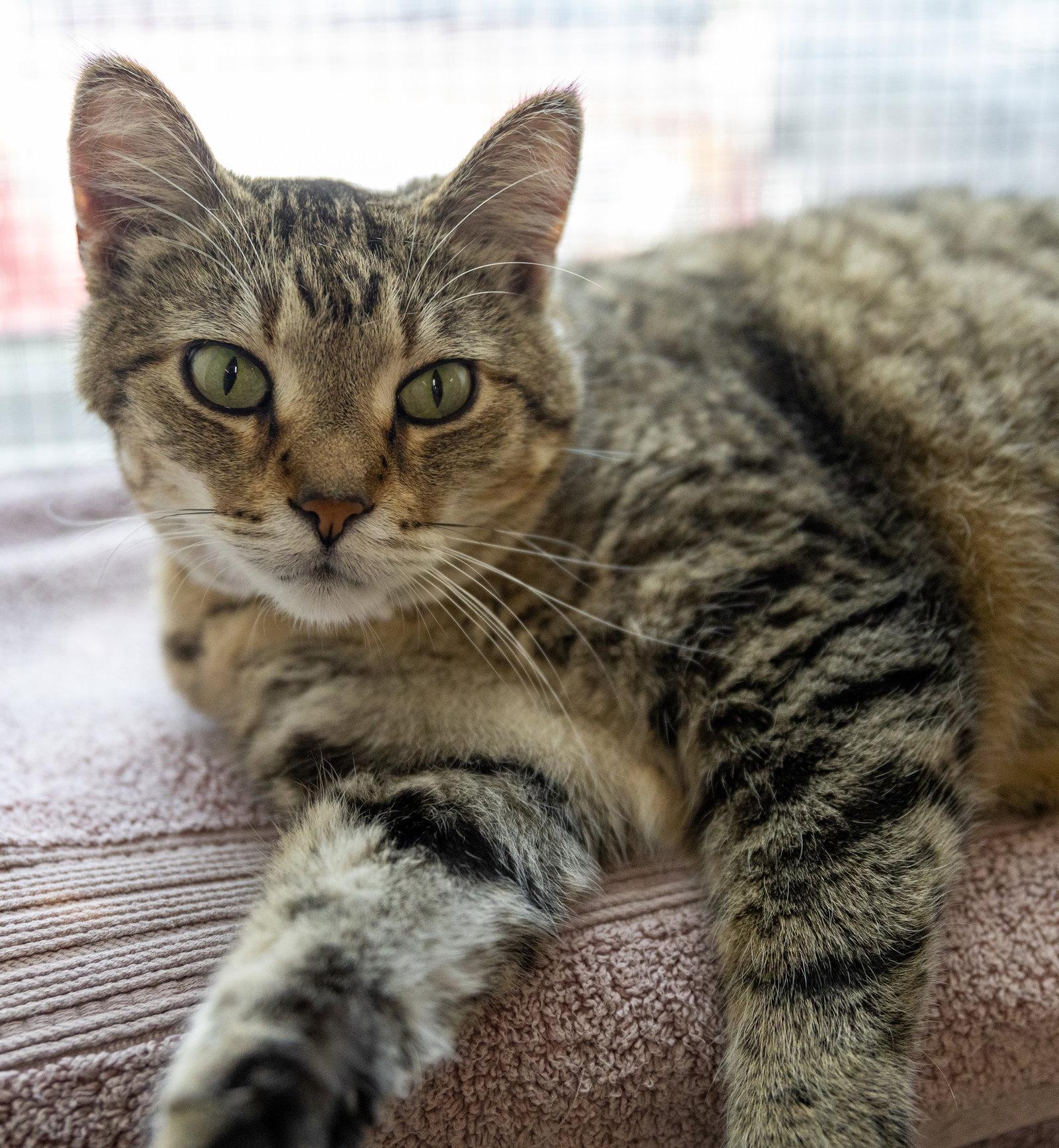 Tiger, Adoptable, Young Male Domestic Short Hair & Tabby.