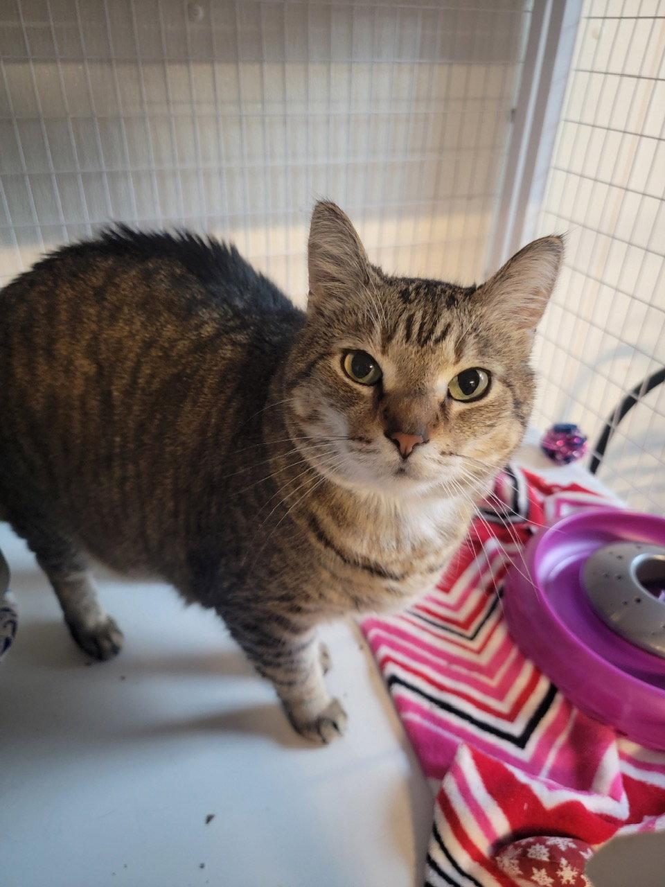 Tiger, a Adoptable mixed breed in Williamsburg, IA image 2/3