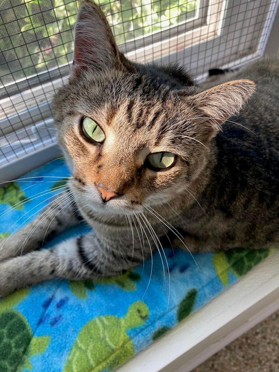 Tiger, a Adoptable mixed breed in Williamsburg, IA image 3/3