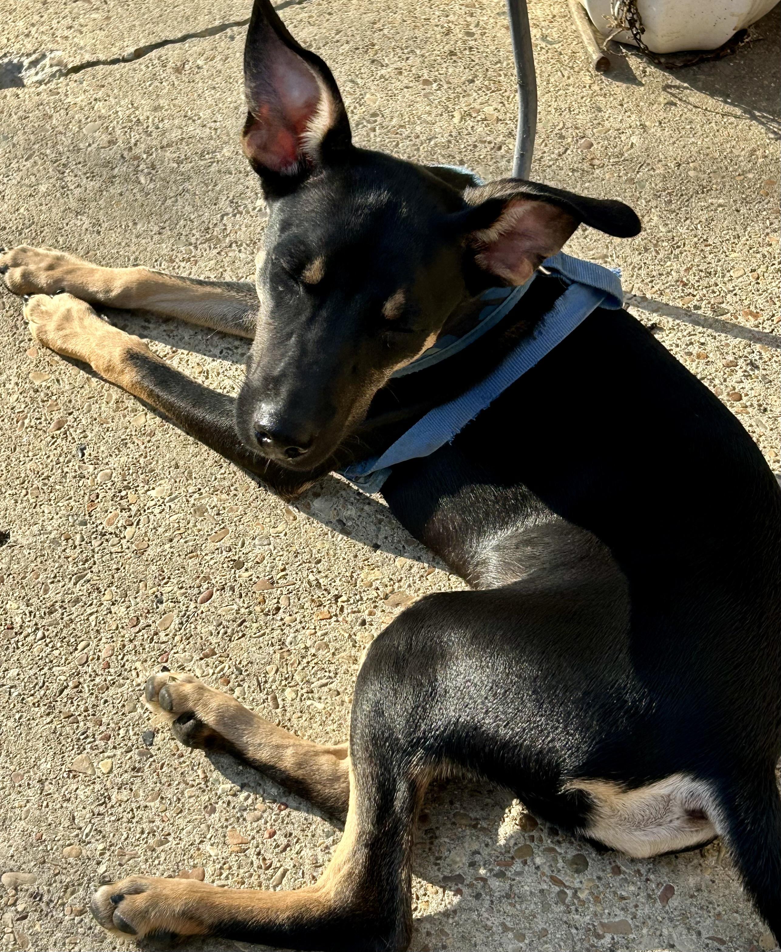 Enlarge Jasper, a Adoptable mixed breed in Woodbridge , NJ image 3/4