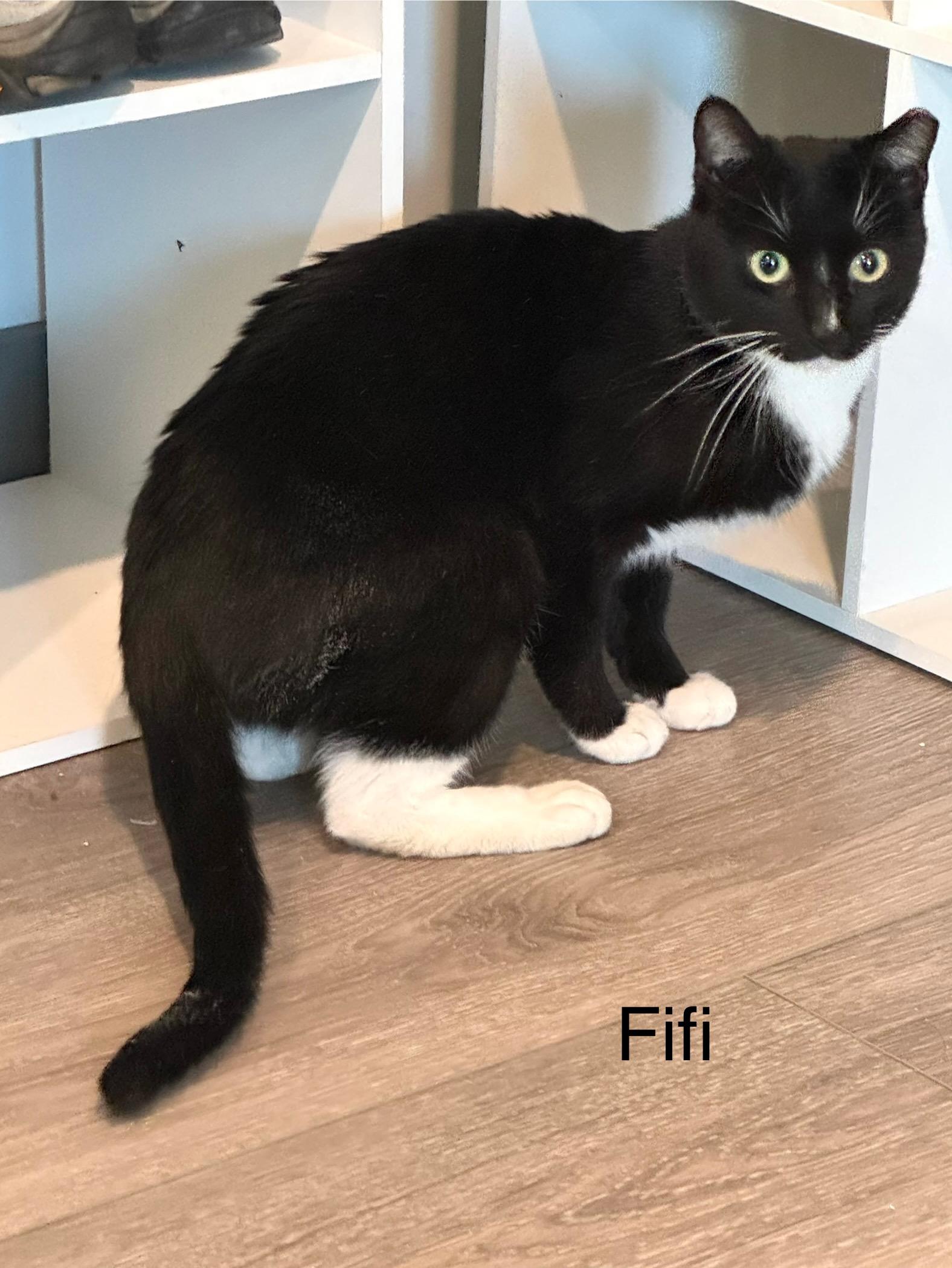 Fifi, ADOPTABLE, Adult Male Domestic Short Hair.