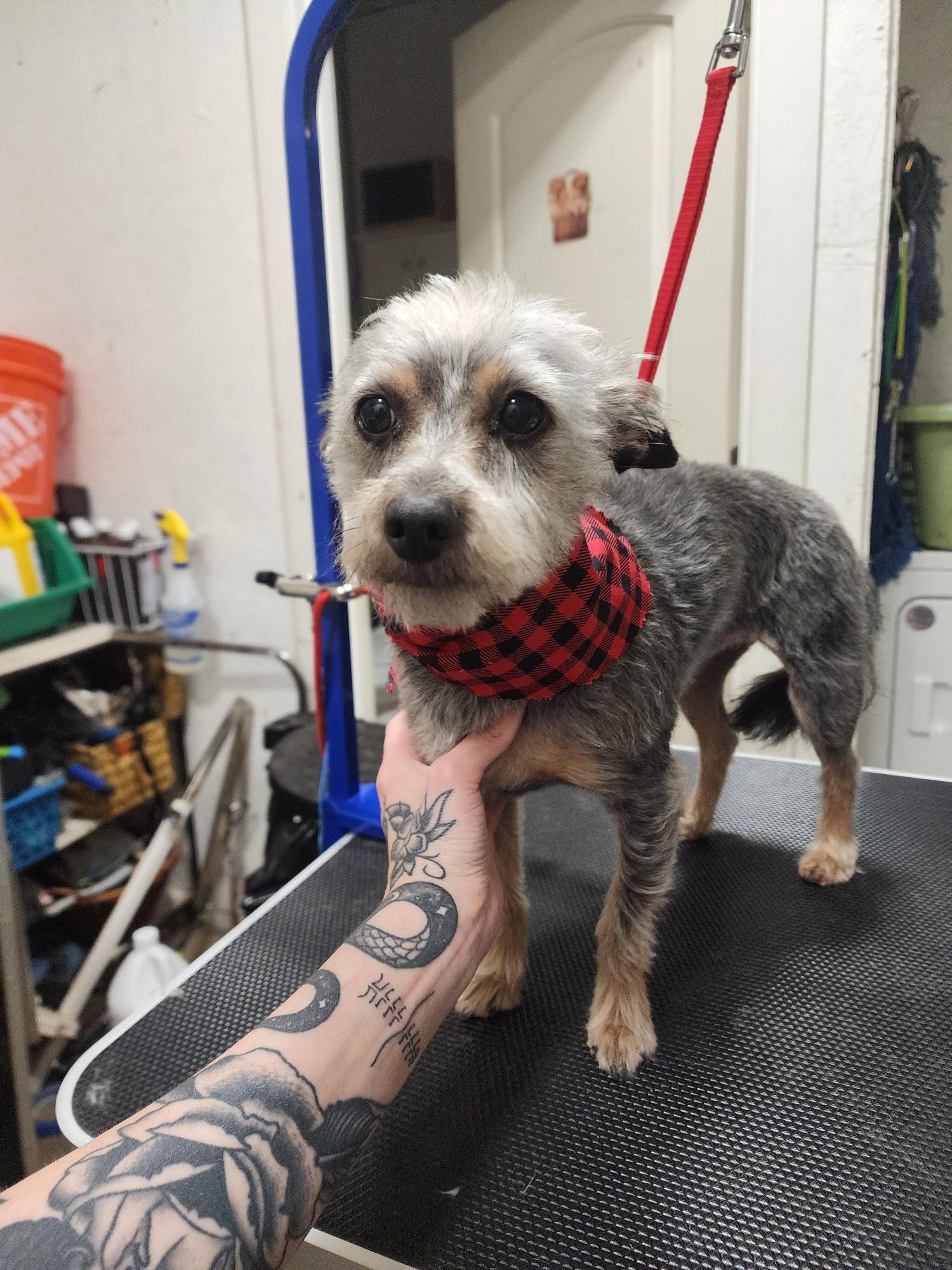 Enlarge Nutmeg, a ADOPTABLE mixed breed in Brunswick, OH image 4/4